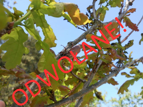 Zabiegi agrolotnicze zwalczania chrabąszczy na terenie Nadleśnictwa Brzeg