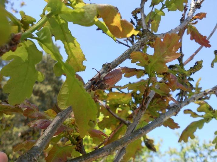 Zdjęcie przedstawiające chrabąszcza siedzącego na gałęziach drzewa